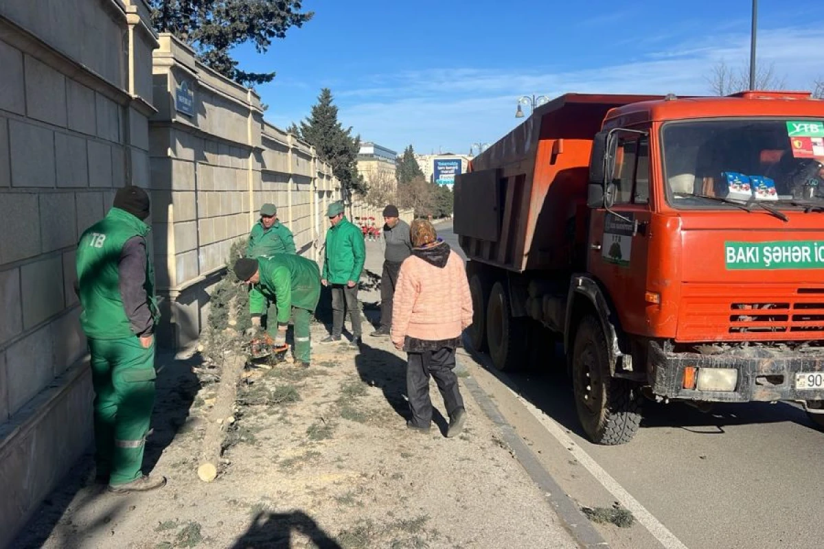 Bakıda güclü külək nəticəsində [[8 ağac sındı]]