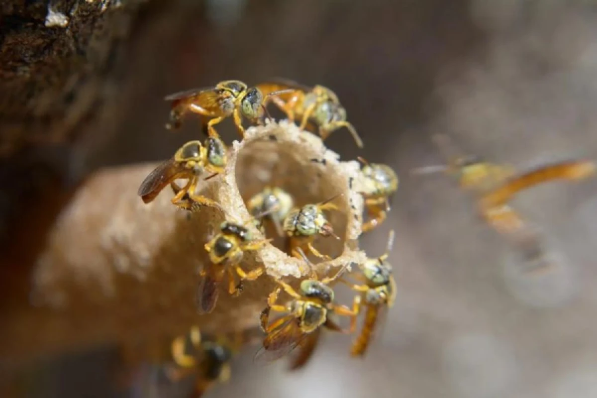 Arılar dünyada ilk dəfə [[rəsmi hüquqi status]] əldə etdi