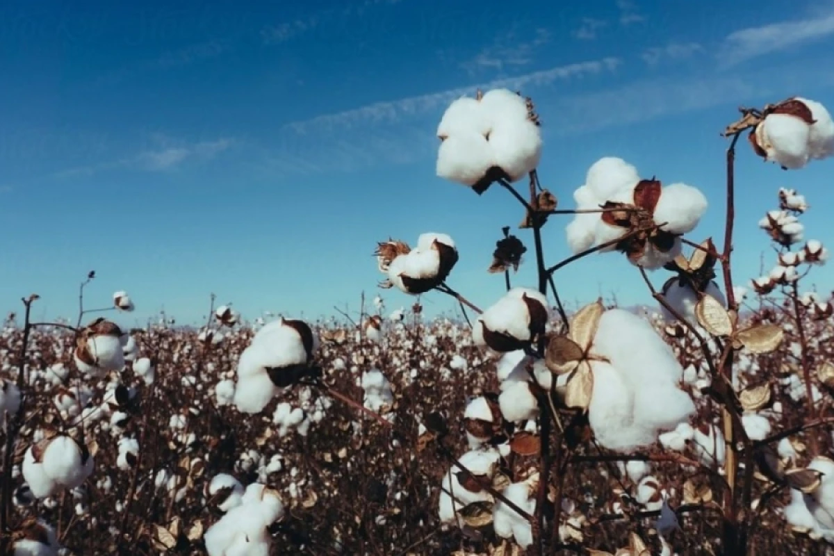 Azərbaycanda pambıq mahlıcı istehsalı [[34 % artıb]]