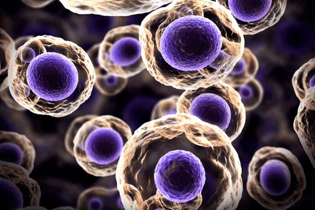 Hüceyrə artımına [[nəzarət edən əsas mexanizm]] aşkar olundu