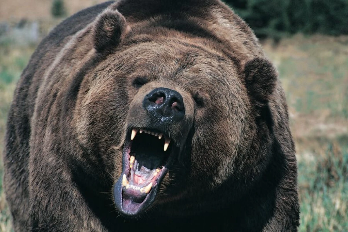 Ayı 37 gün [[zirzəmidə yaşadı]]