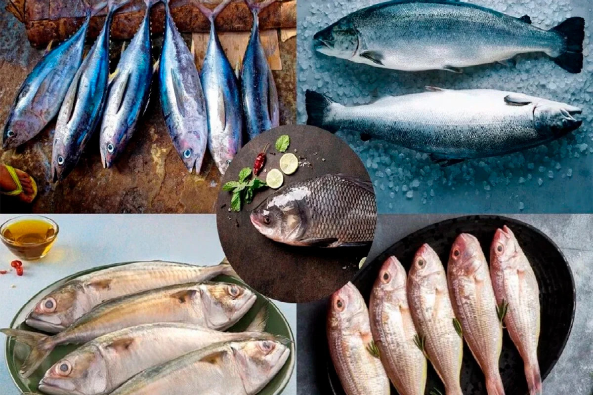 Balıq növləri riskdə: [[Qiymətlər artacaq?]]