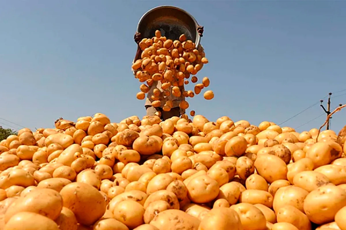 Bazarlarda kartof [[niyə bahalaşıb?]]