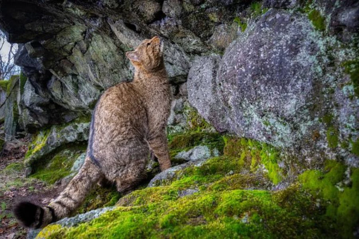 Avropada [[meşə pişikləri]] yenidən peyda oldu