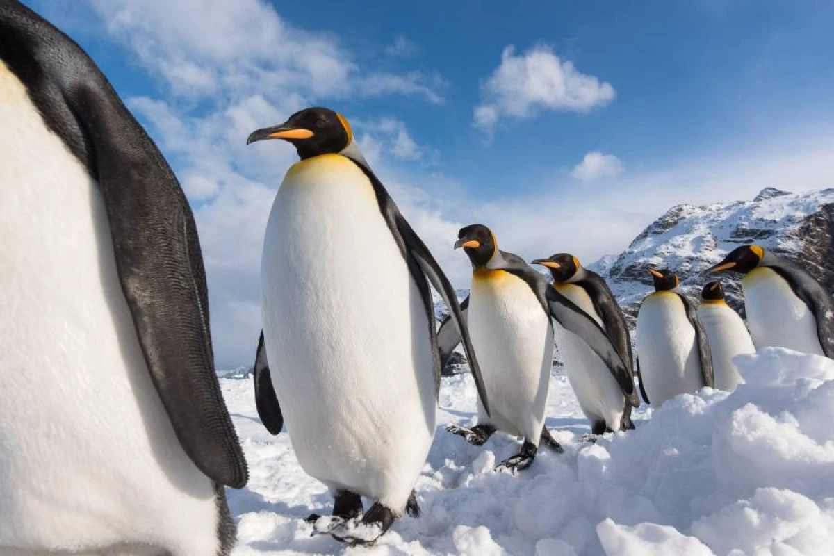 İqlimin yeni qurbanları: [[Pinqvinlərin çoxalma mövsümü dəyişir]]