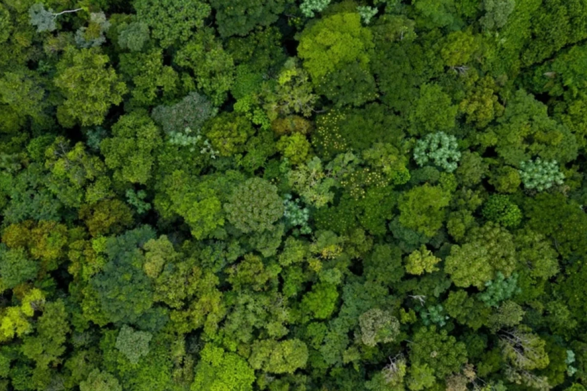 İqlim Amazonda [[ağac növlərinin müxtəlifliyini]] dəyişdirir