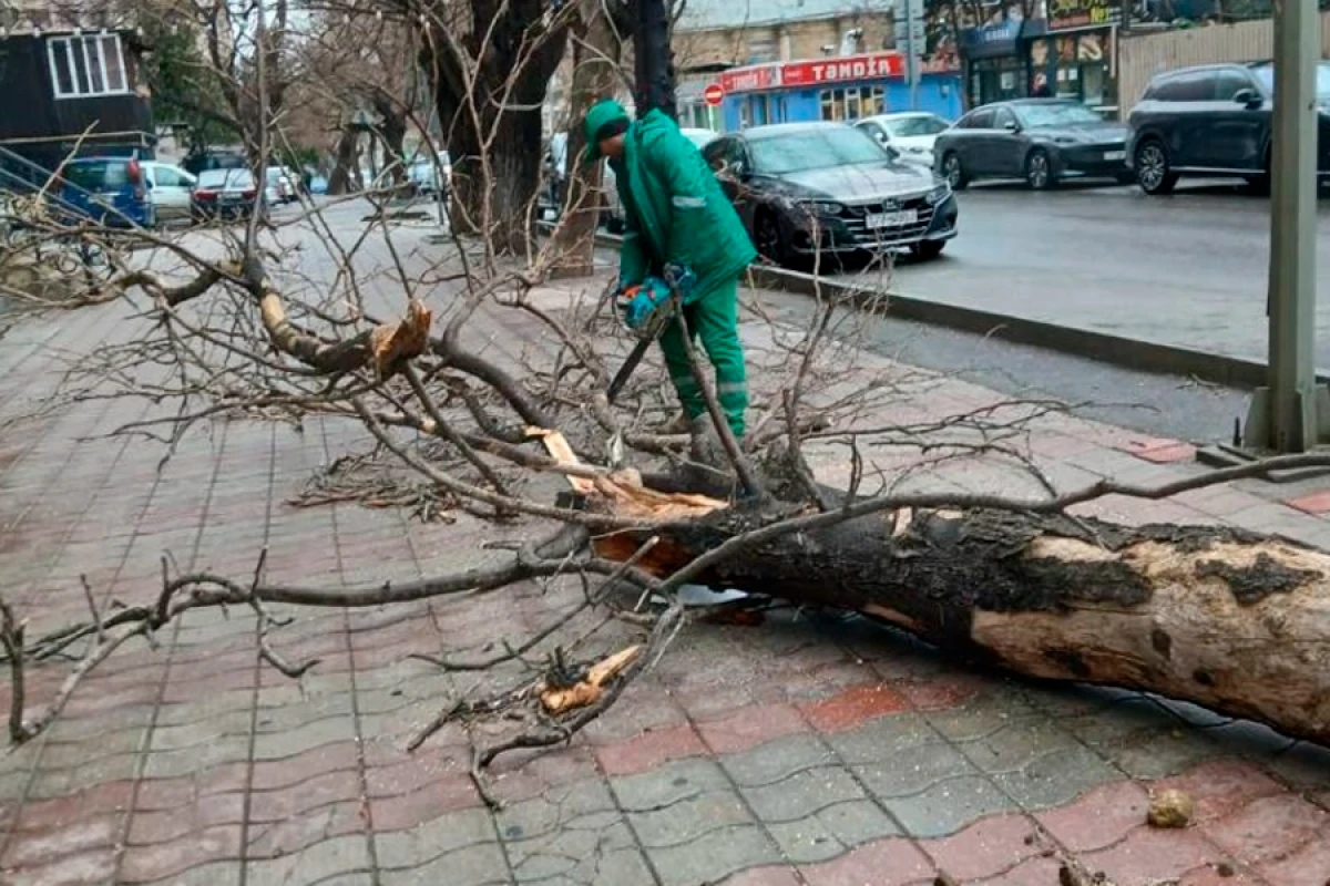 Güclü külək Bakıda [[37 ağacı sındırdı]]