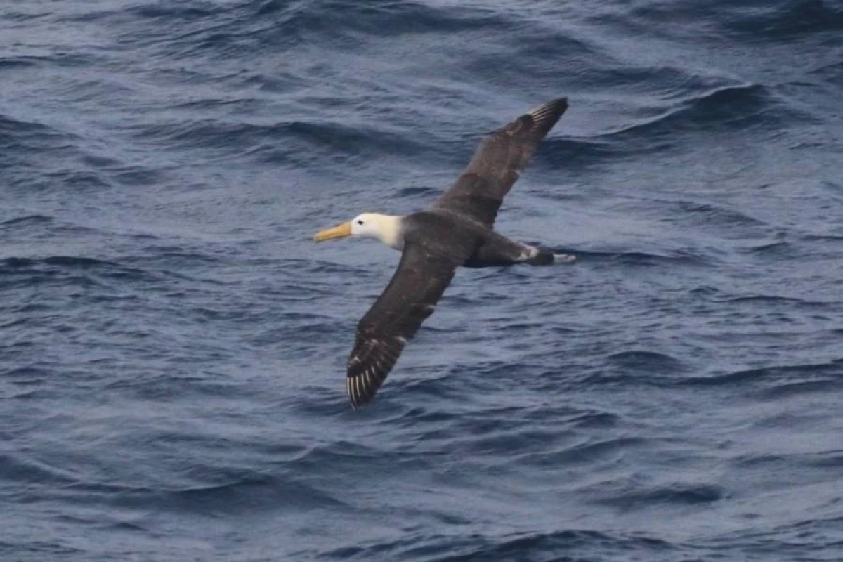Nadir quşun minlərlə kilometrlik səfəri [[alimləri təəccübləndirdi]]