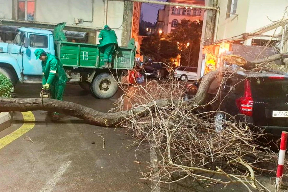 Son iki gündə güclü külək [[78 ağacı]] sındırıb