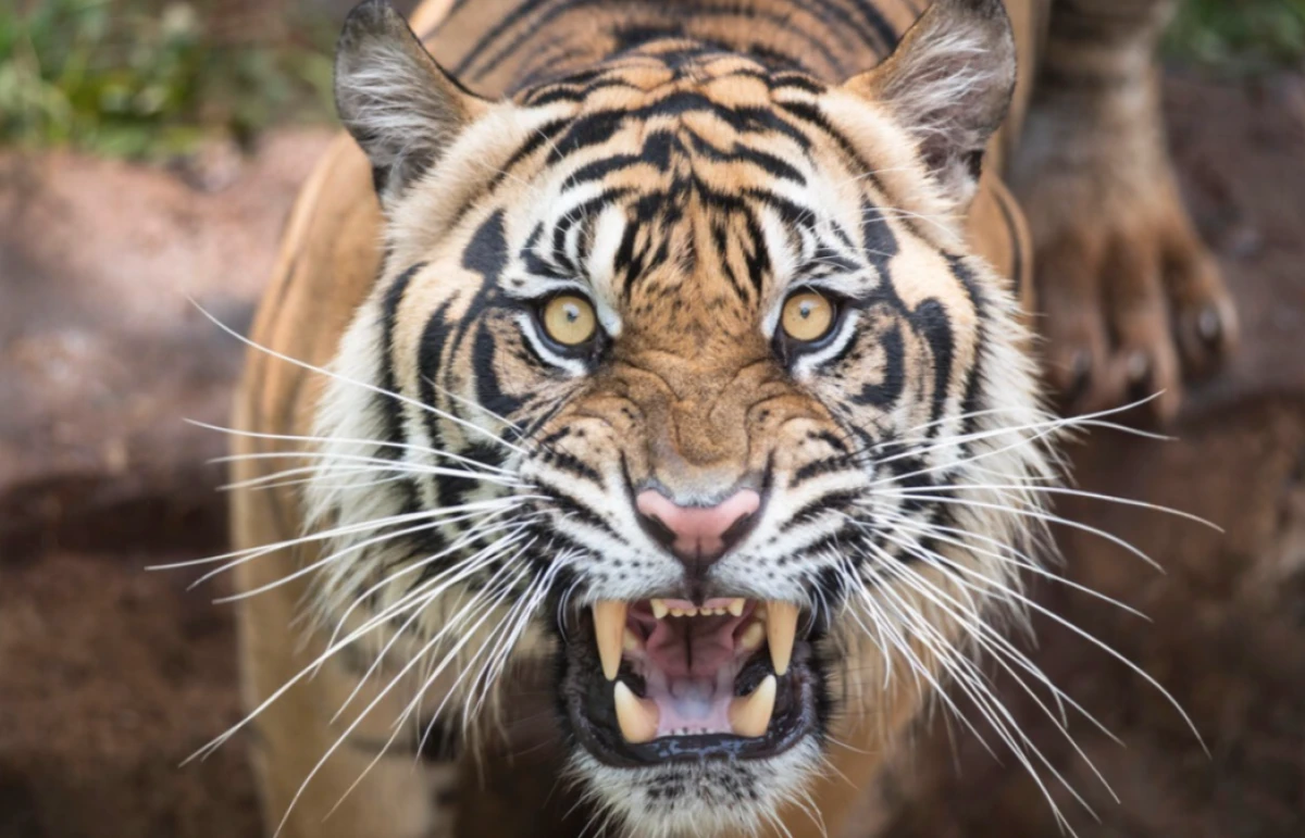 Hindistanda [[pələng polisi belə parçaladı]]