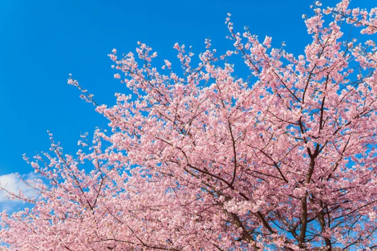 Sakura festivalı [[ləğv edildi]]
