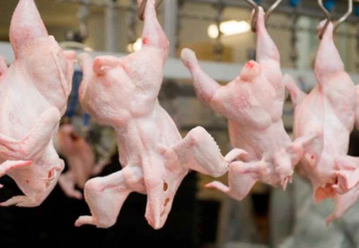 Türkiyə [[toyuq məhsullarının ixracını]] sabahdan dayandırır