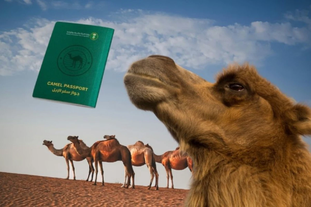 Səudiyyə Ərəbistanı dəvələr üçün [[pasport tətbiqinə başladı]]