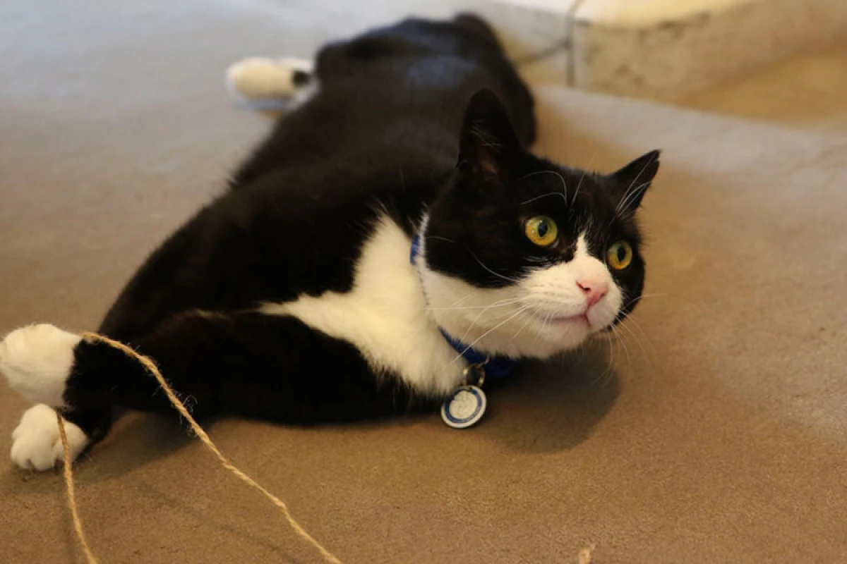 Britaniya XİN-in sabiq [[“baş siçan ovçusu”]] vəfat etdi