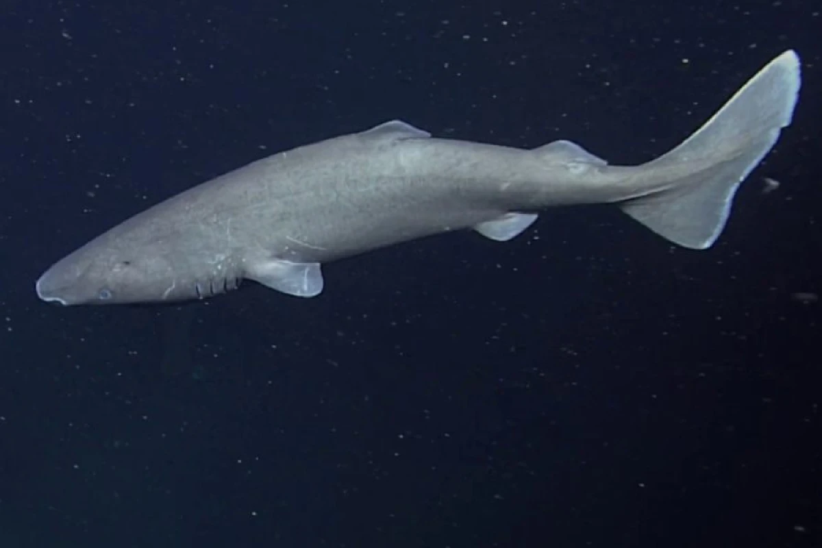 Antarktika sularında [[ilk dəfə nəhəng köpəkbalığı]] görüntüləndi