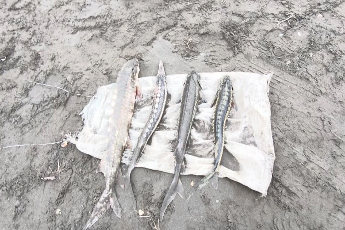 Qanunsuz [[balıq ovuna qarşı mübarizə tədbirləri]] davam etdirilir