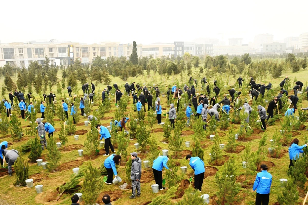 Bakıda [[ağacəkmə aksiyası]] keçirildi