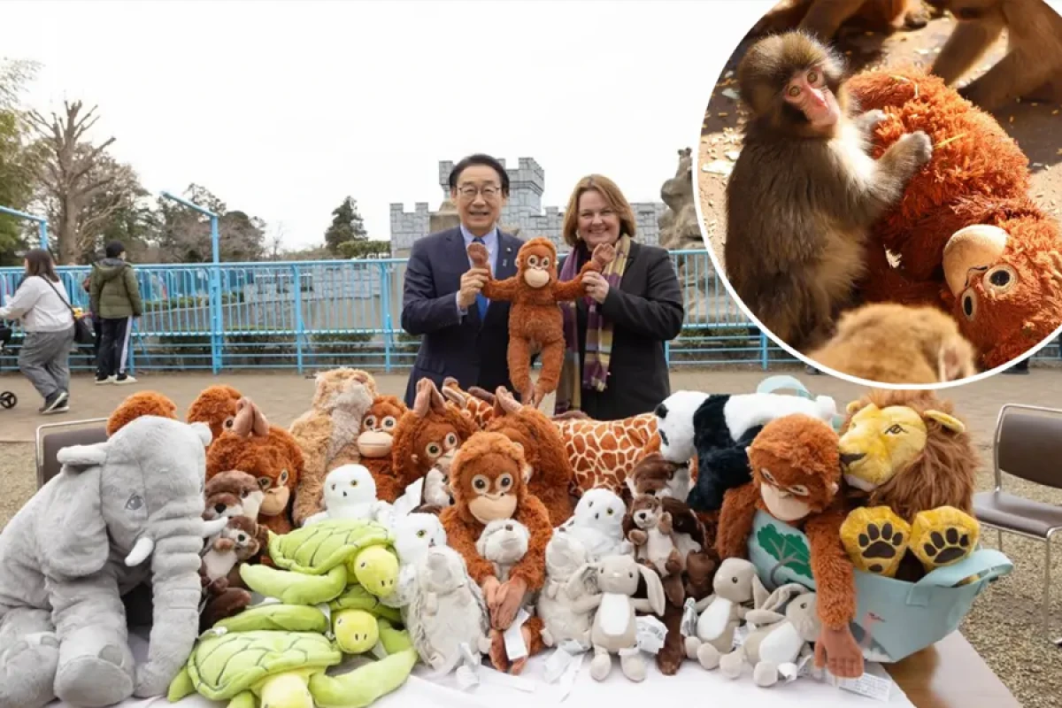 Bir meymun, [[MİLYON BAXIŞ: IKEA “Panç”dan nə qazandı?]]