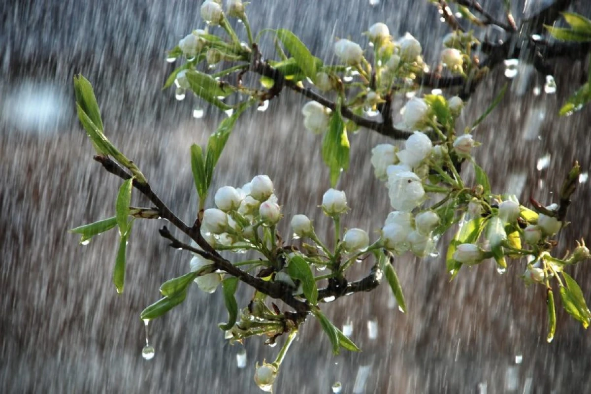 Yağıntı intensivləşəcək [[- XƏBƏRDARLIQ]]