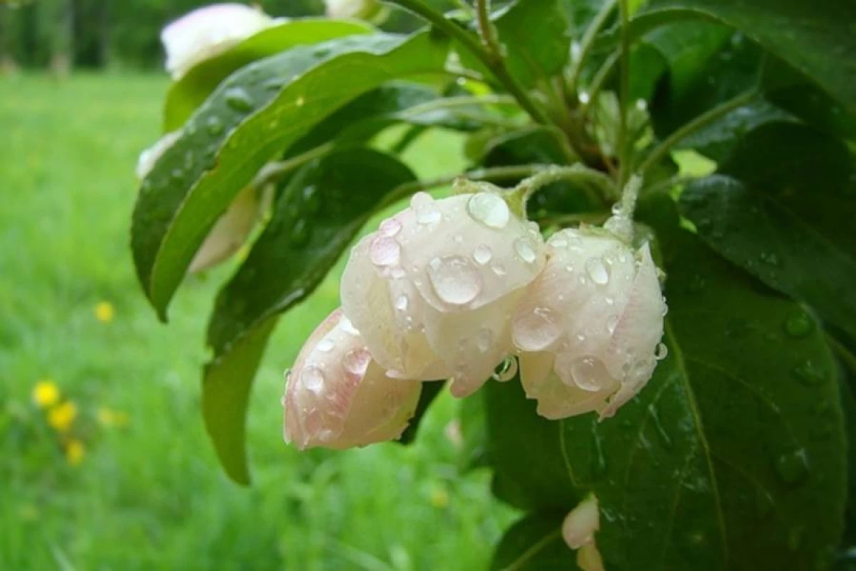 Sabahın hava proqnozu [[açıqlandı]]