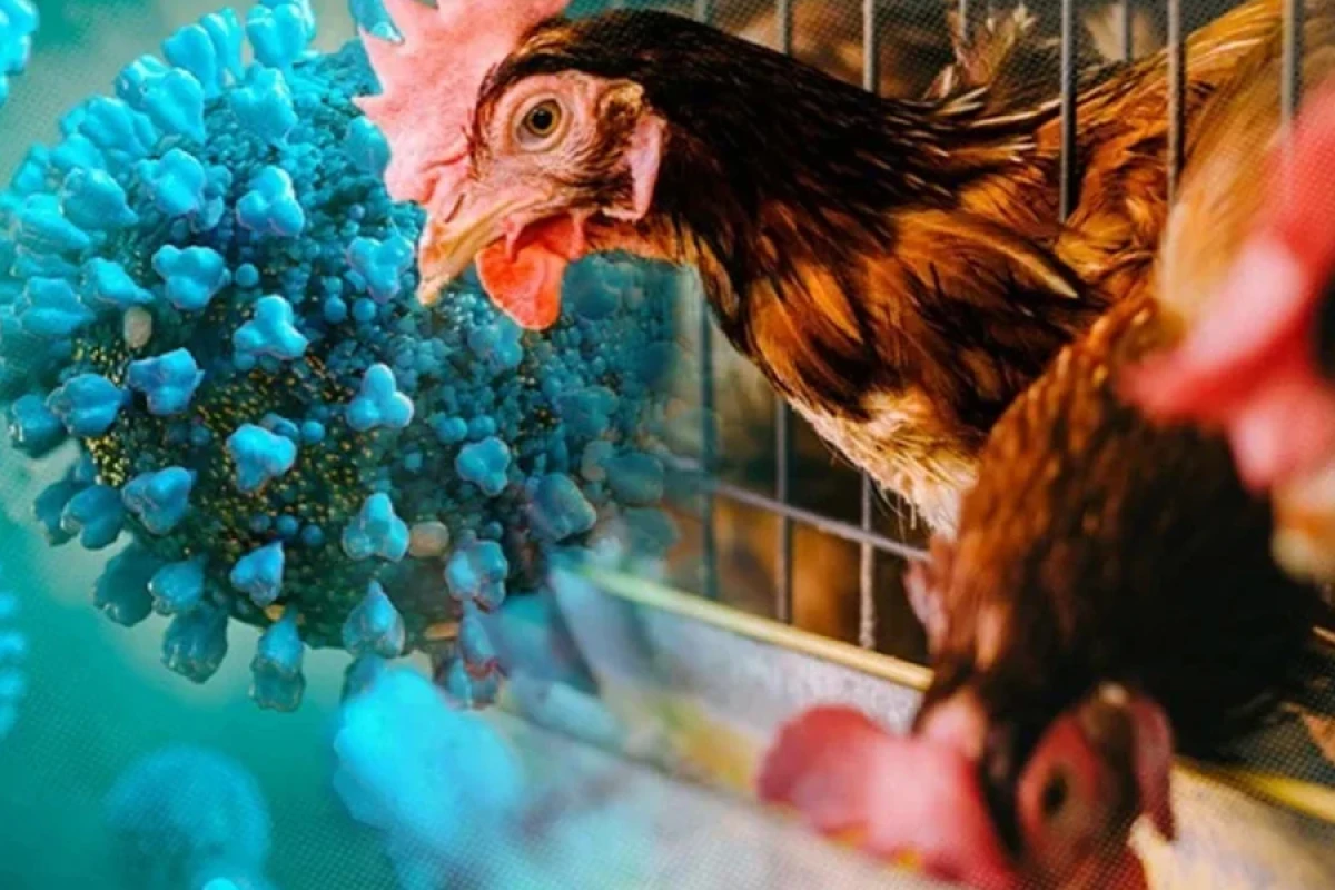 İnsanın "H9N2" quş qripi virusuna ilk yoluxma halı [[İtaliyada aşkar edildi]]