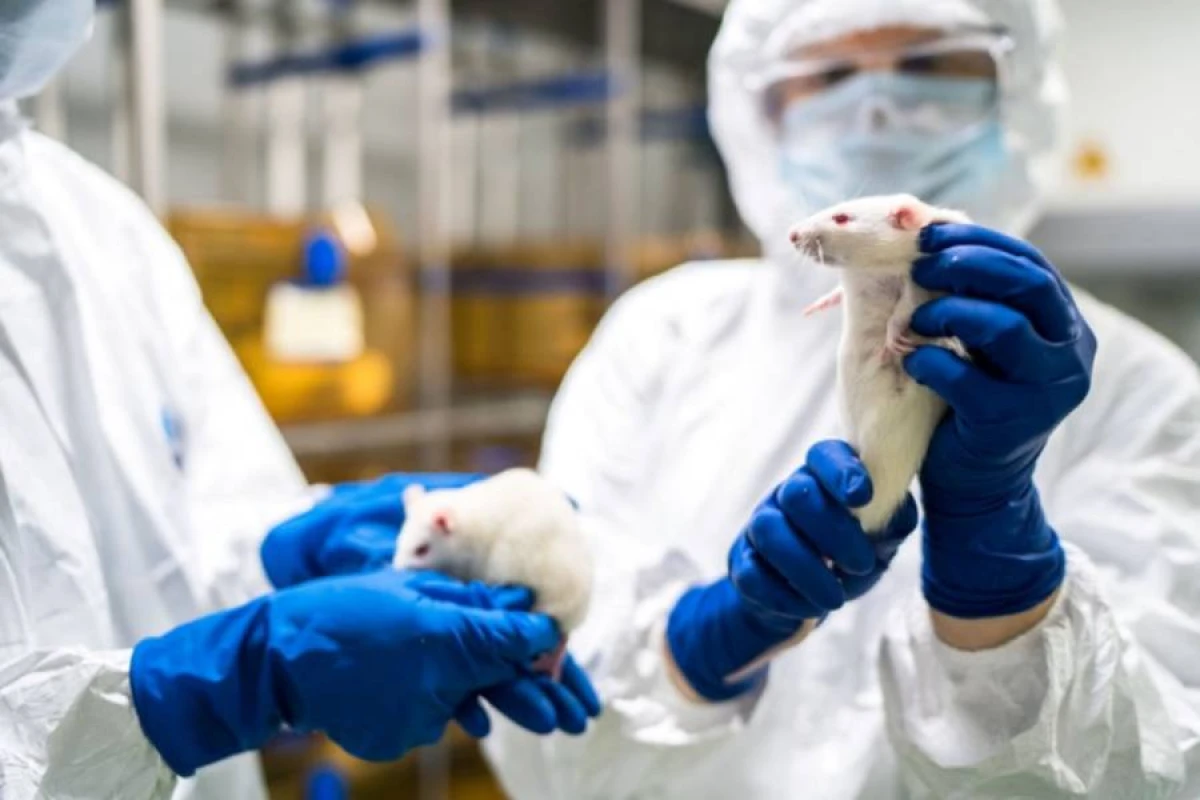 ABŞ laboratoriya üçün [["başsız insan"]] yaratmaq istəyir