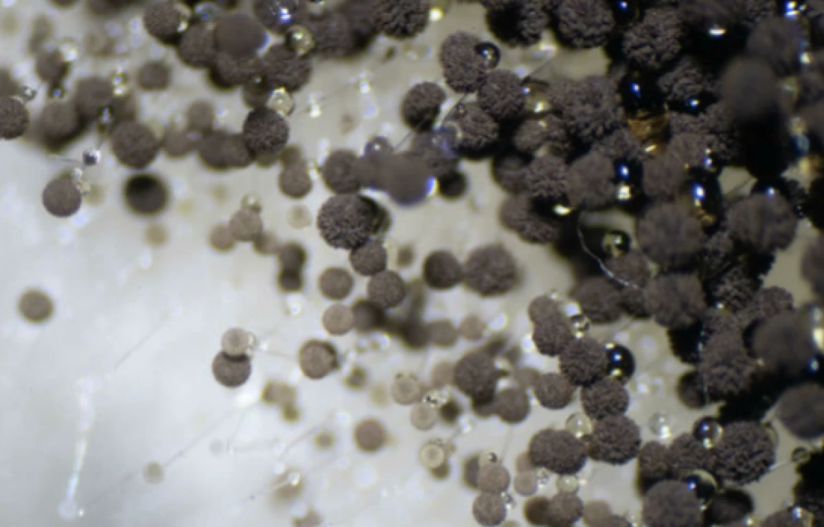 [[Diqqət:]] qara kifin insan həyatına zərərləri açıqlandı