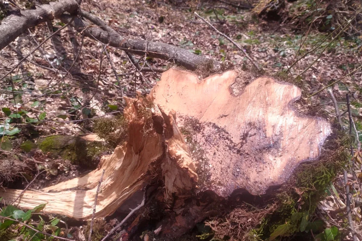 Oğuzda [[ağacların kəsilməsinə görə]] cinayət işi açıldı