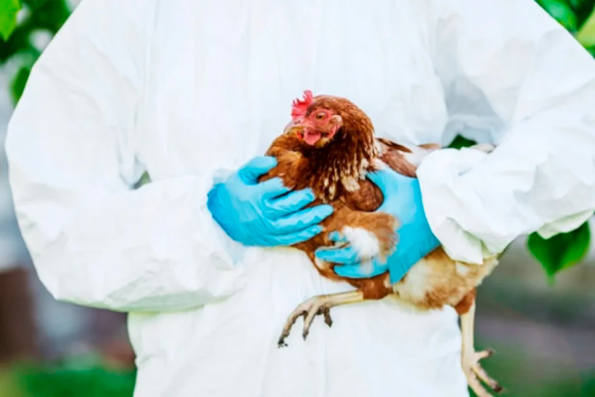 [[AQTA:]] Quş qripi xəstəliyinin törədicisinə rast gəlinməyib