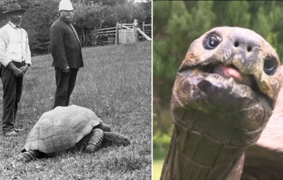 [[Dünyanın ən yaşlı tısbağası]] fırıldaqçılığın qurbanı oldu