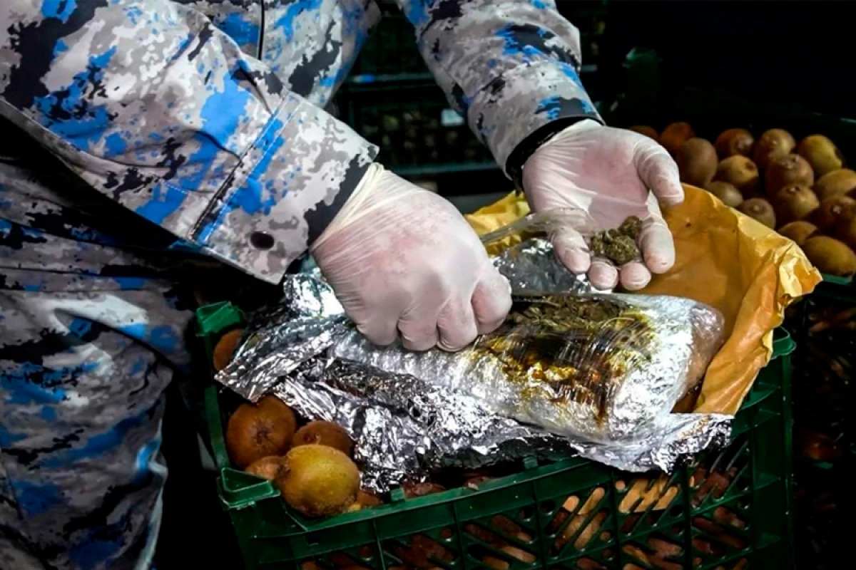 "Kivi yükündə [[NARKOTİK]] aşkarlandı