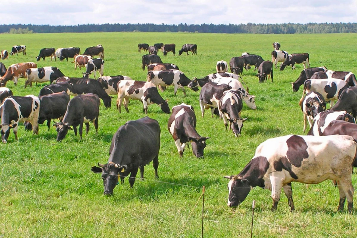 [[İctimai yerlərdə heyvan kəsimi:]] Uşaqlar təhlükə altında