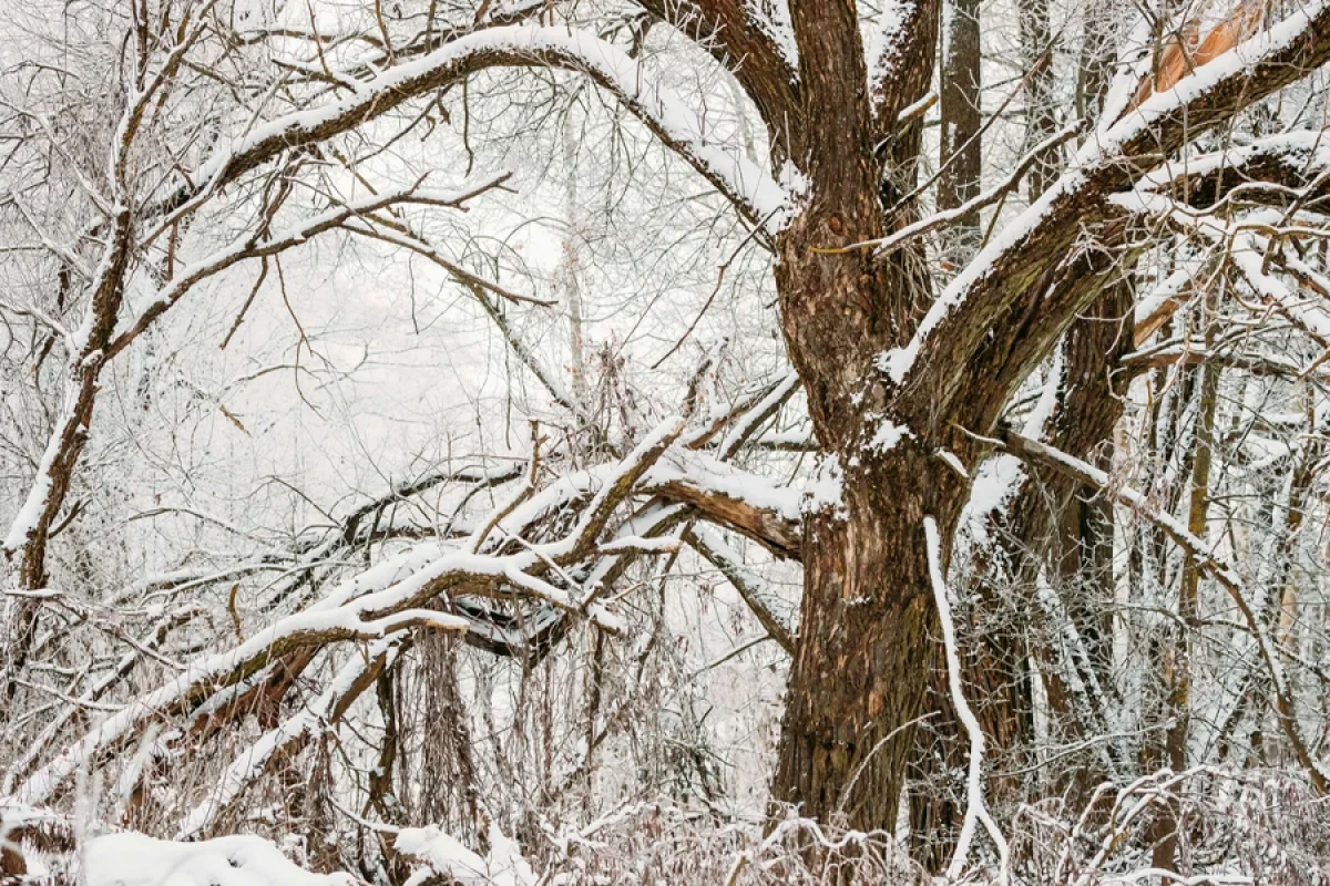 Bəzi rayonlara yağış və qar yağır [[- FAKTİKİ HAVA]]