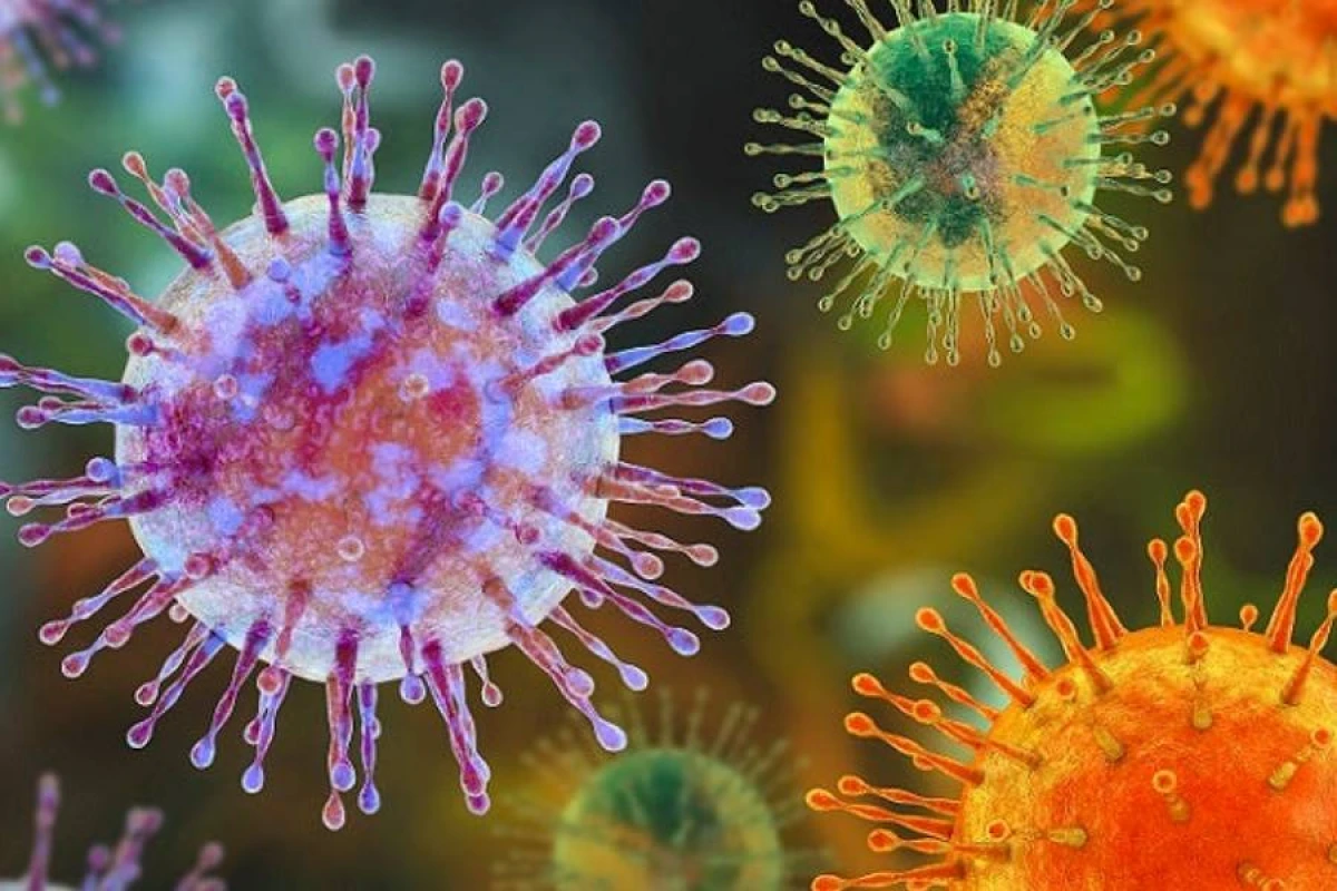 ÜST XƏBƏRDARLIQ etdi: Hantavirus təhlükəsi nə qədər ciddidir?
