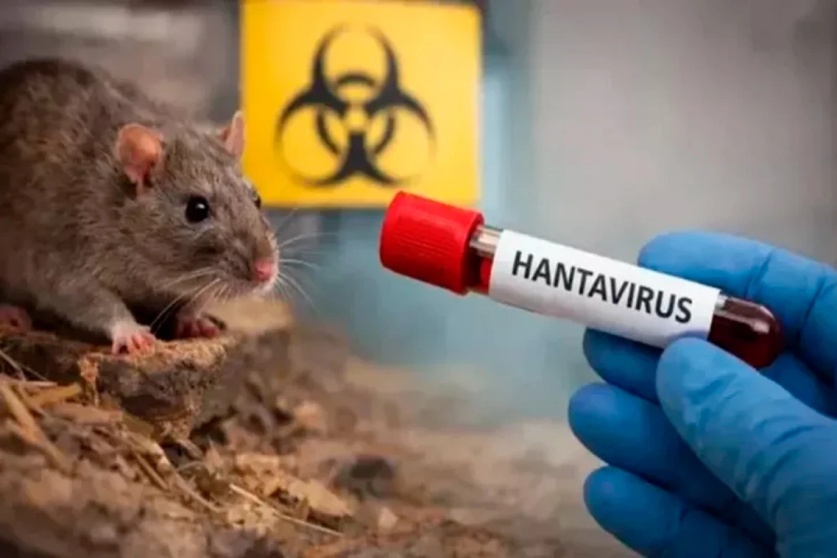 Hantavirus Azərbaycana keçib? – Nazirlikdən cavab
