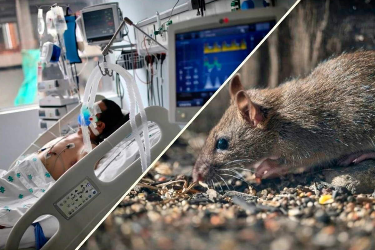 Qorxulu ssenari başlayır? Hantavirus İspaniyaya çatdı