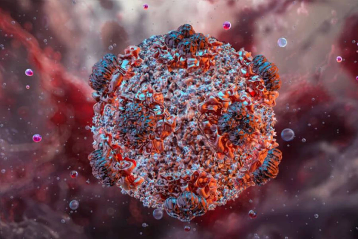Hantavirus yoluxmaları artdı