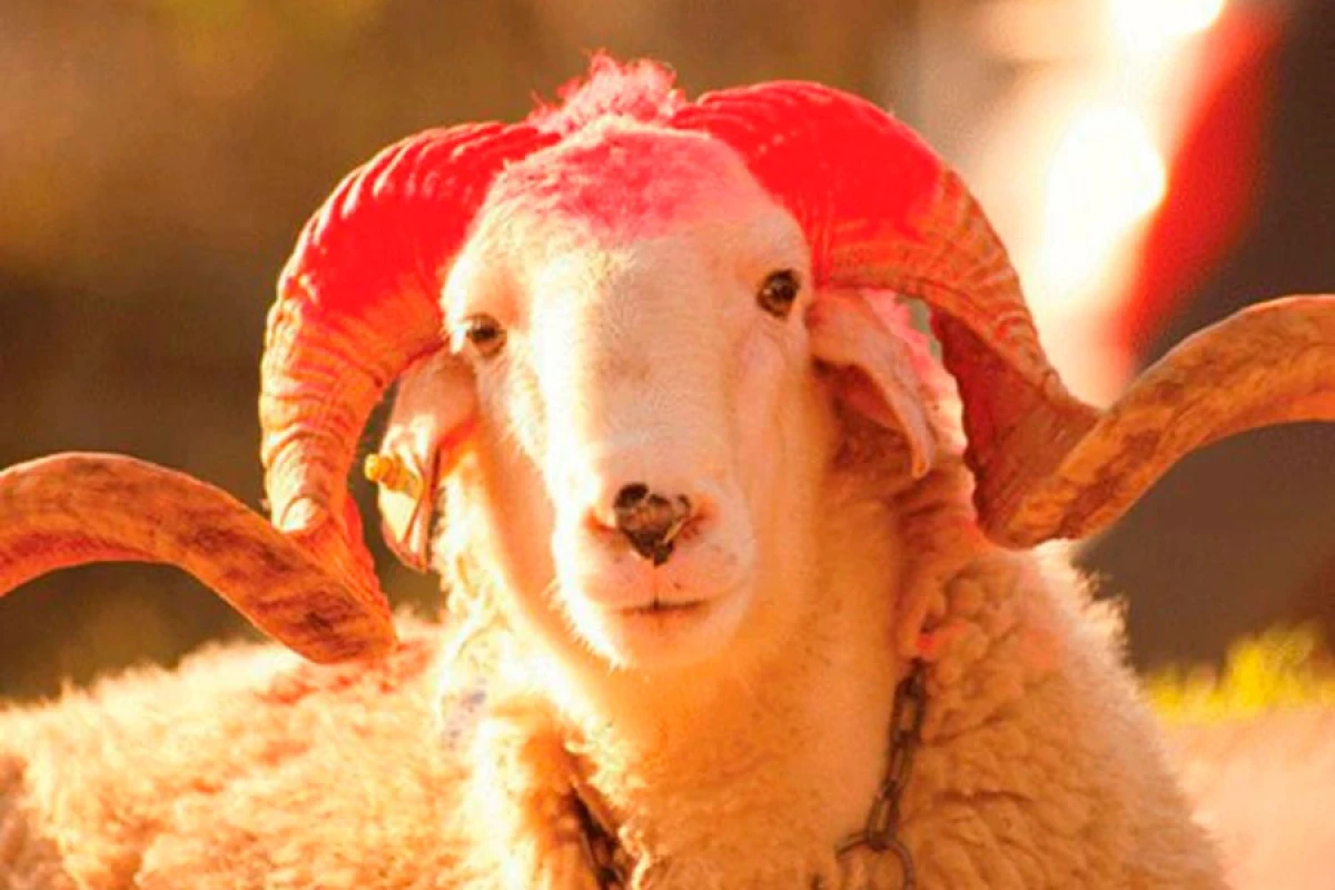 Qurban kəsimi rəsmən qadağan edildi - SƏBƏB