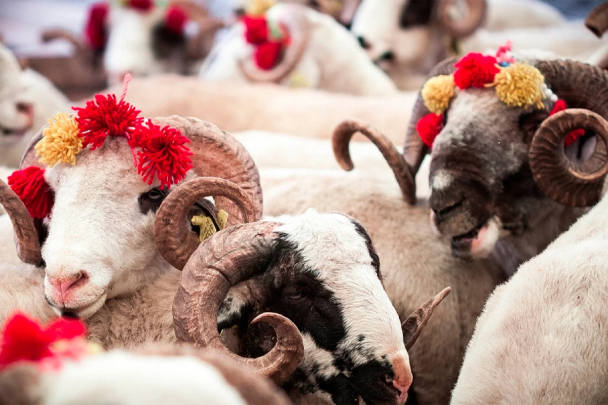 Qurban bayramında qurbanlıq seçimi: Hansı heyvanları kəsmək olmaz?