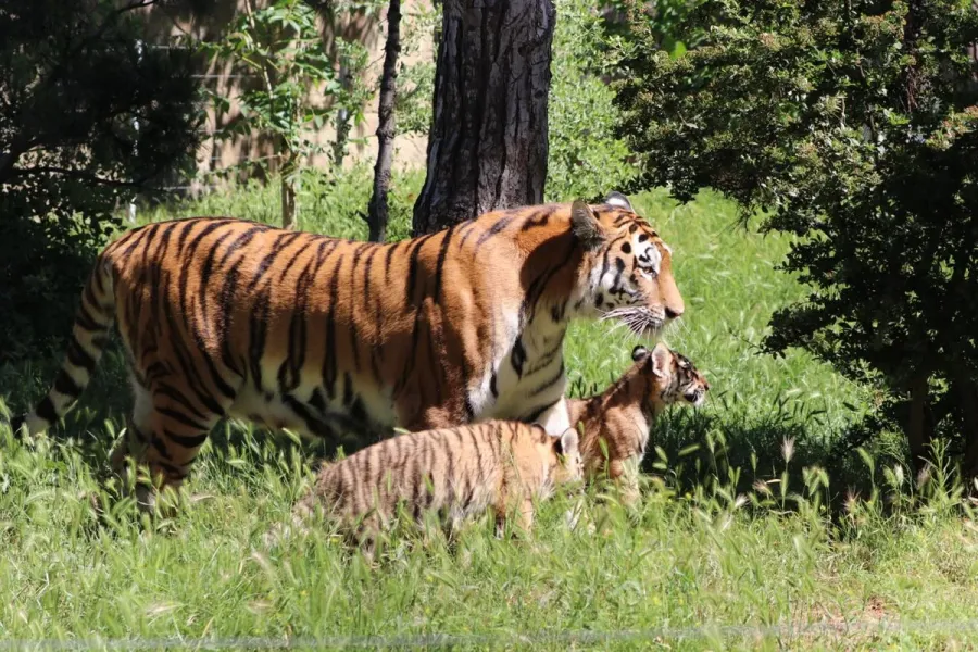 Bakı Zooloji Parkında Amur pələngi balaları dünyaya gəldi — 2