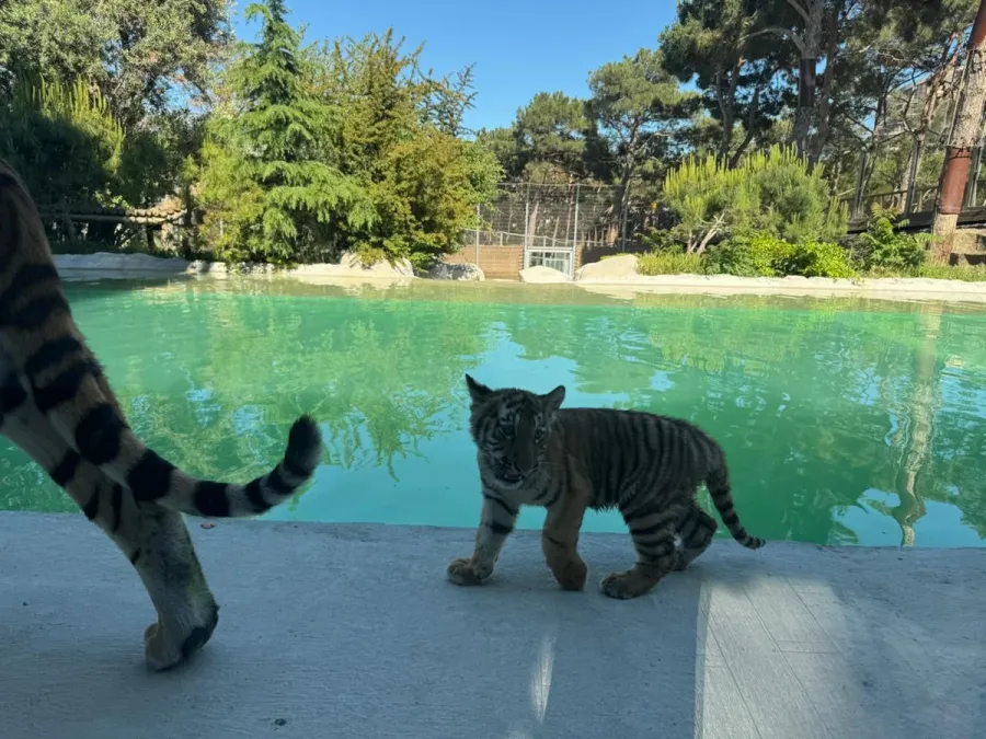 Bakı Zooloji Parkında Amur pələngi balaları dünyaya gəldi — 3