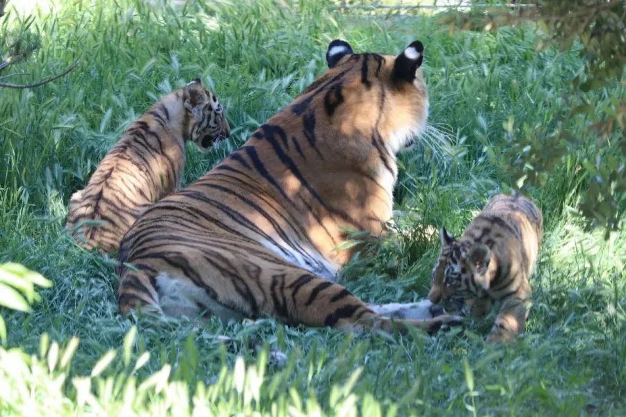 Bakı Zooloji Parkında Amur pələngi balaları dünyaya gəldi — 4