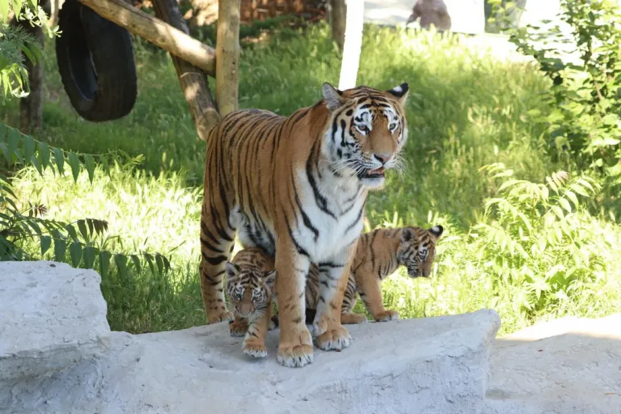 Bakı Zooloji Parkında Amur pələngi balaları dünyaya gəldi — 5