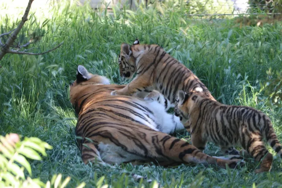Bakı Zooloji Parkında Amur pələngi balaları dünyaya gəldi — 6