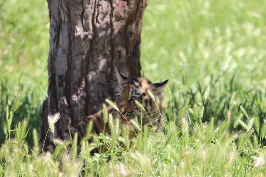 Bakı Zooloji Parkında Amur pələngi balaları dünyaya gəldi — 7
