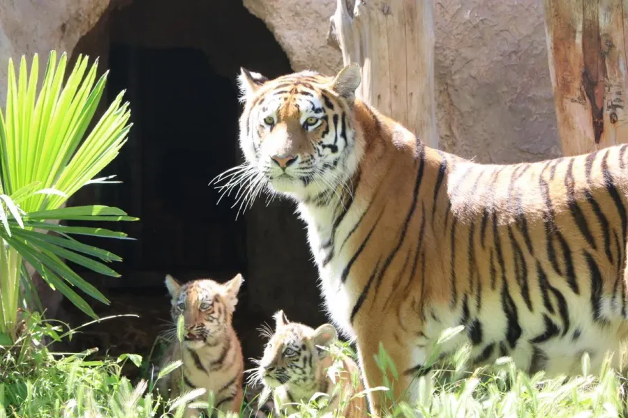 Bakı Zooloji Parkında Amur pələngi balaları dünyaya gəldi — 8