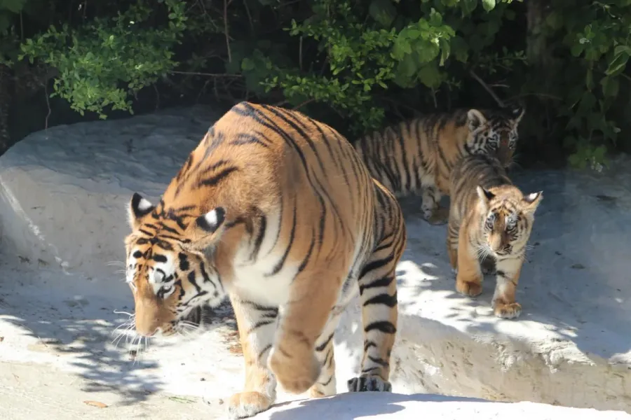 Bakı Zooloji Parkında Amur pələngi balaları dünyaya gəldi — 9