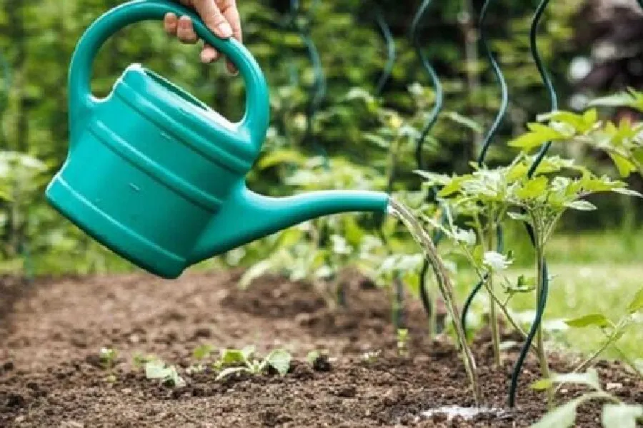 Əsla əkməməli olduğunuz 4 bitki: Evlərin təməlini belə çatladır