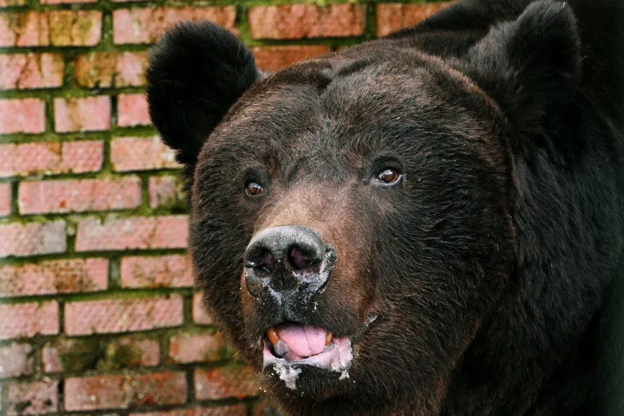 17-year-old girl attacked by bear in Colorado — see how she survived