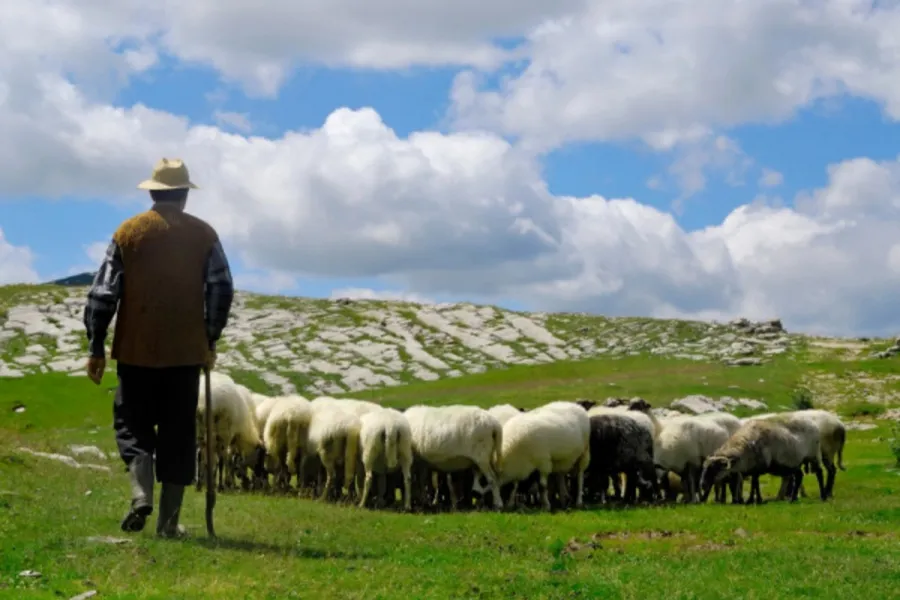 Azərbaycanlı çoban Ermənistana belə keçib - Təfərrüat